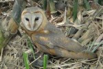 owl-bhitarkanika