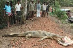 captured-crocodile