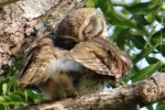 owl-on-daru