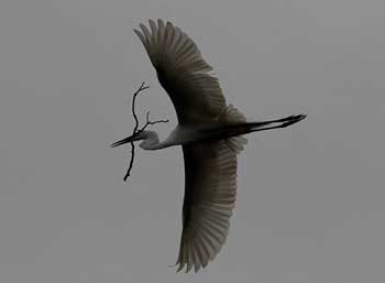 Indian-crane