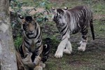 melanistic-tigers