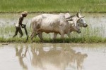 ploughing