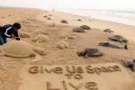 protect-sea-turtles