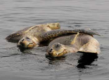 turtles-mating