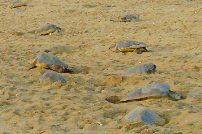 Olive-Ridley-turtles