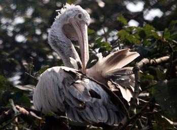 pelican-bird