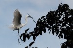 egret-in-monsoon