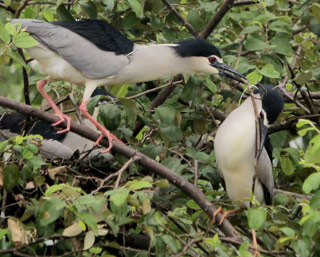 WSO urges Odisha forest department seize wild birds kept as pets |  