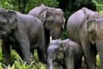 wild-elephants