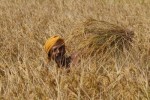 Harvest time