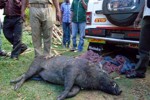 Wild boar hacked to death