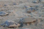 Olive Ridleys begin mass nesting Olive Ridleys begin mass nesting