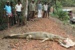 Croc kills schoolboy in Odisha