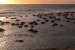End the trade in wild turtles: HSI End the trade in wild turtles: HSI
