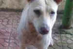 NHRC calls for a debate on stray dog menace