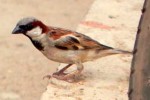 House sparrows prefer to live in Odisha mangroves