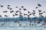 Avian guests throng Odisha wetland sites