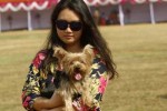 Dog Showing Dog Showing