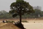 Trees for the Earth