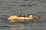 Olive Ridley turtles mating