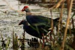 Odisha to host first national bird festival at Chilika Lake Odisha to host first national bird festival at Chilika Lake