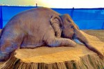 Save forest, save elephant