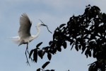 Egret building nest