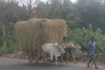 Bullock cart laden paddy straws