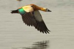 Chilika lagoon records presence of 11.42 lakh birds this winter